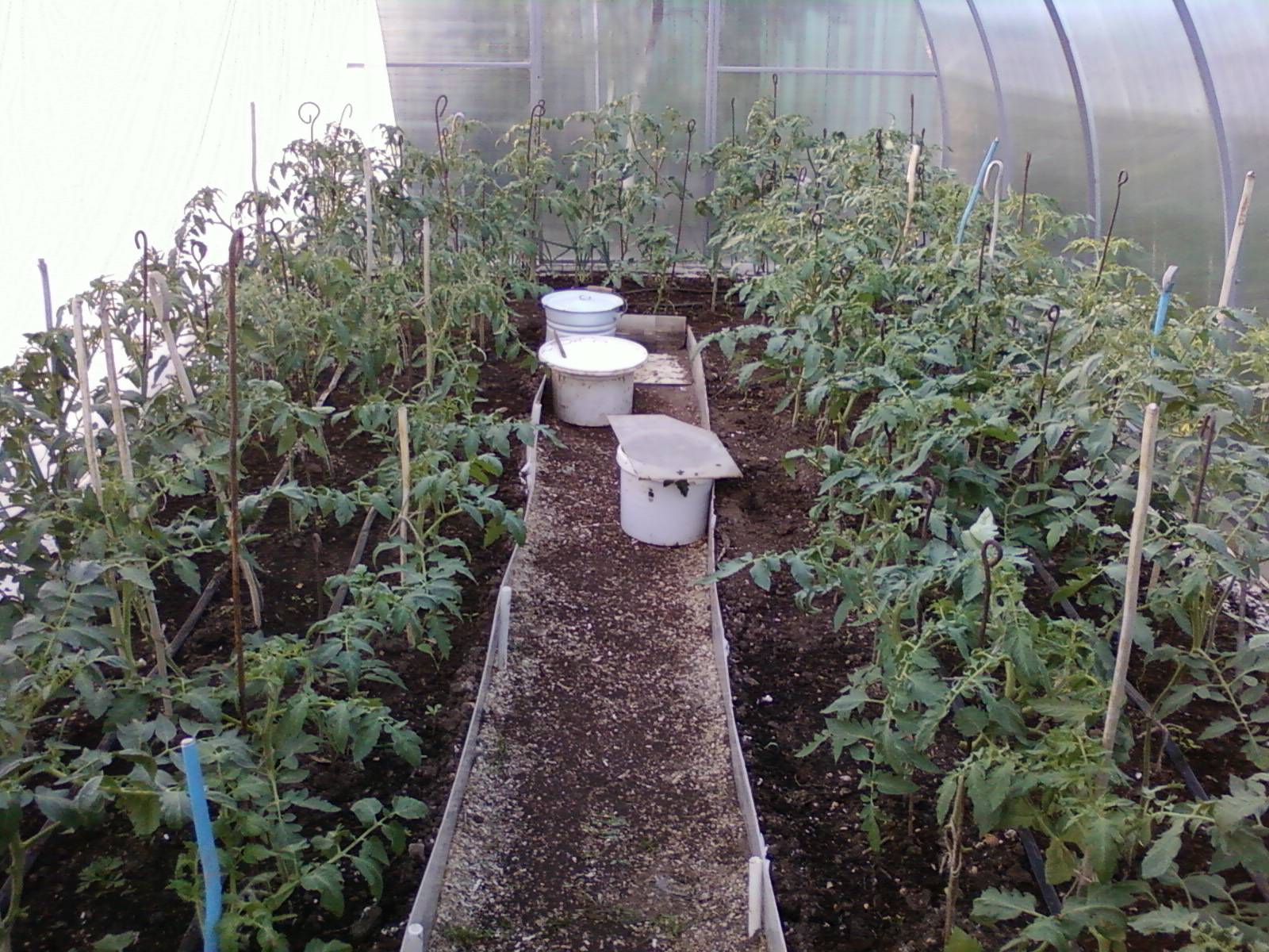 Надо ли поливать помидоры в теплице и сколько влаги им требуется для активного роста