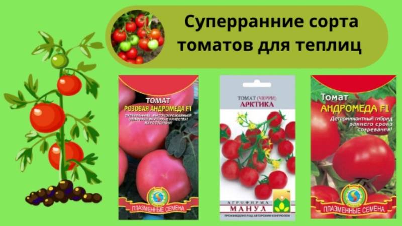 Ранние сорта помидоров для теплиц: 15 разновидностей