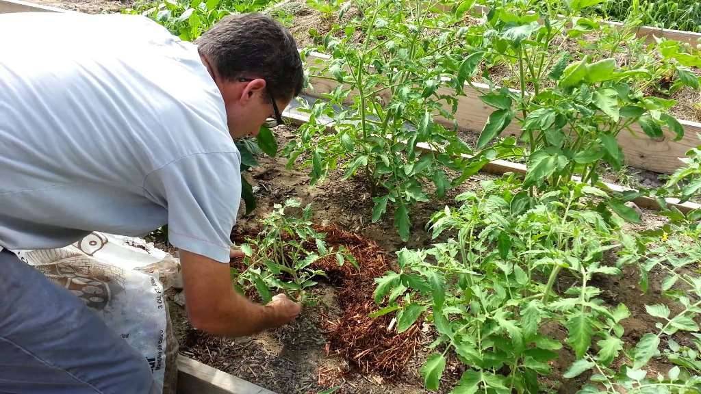 Выращивание огурцов в теплице: особенности и секреты правильного ухода