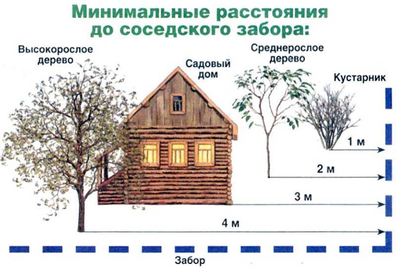 Расстояние от забора до деревьев: особенности посадки растений, нормативы