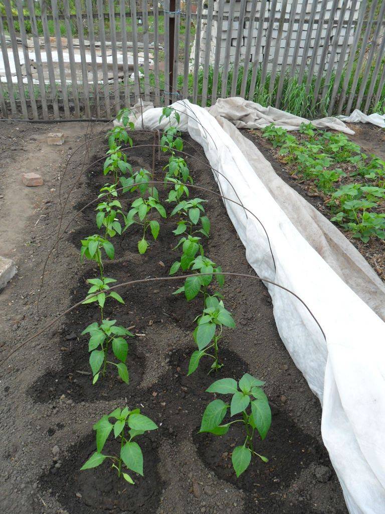 Выращивание болгарского перца в теплице • уход и формирование