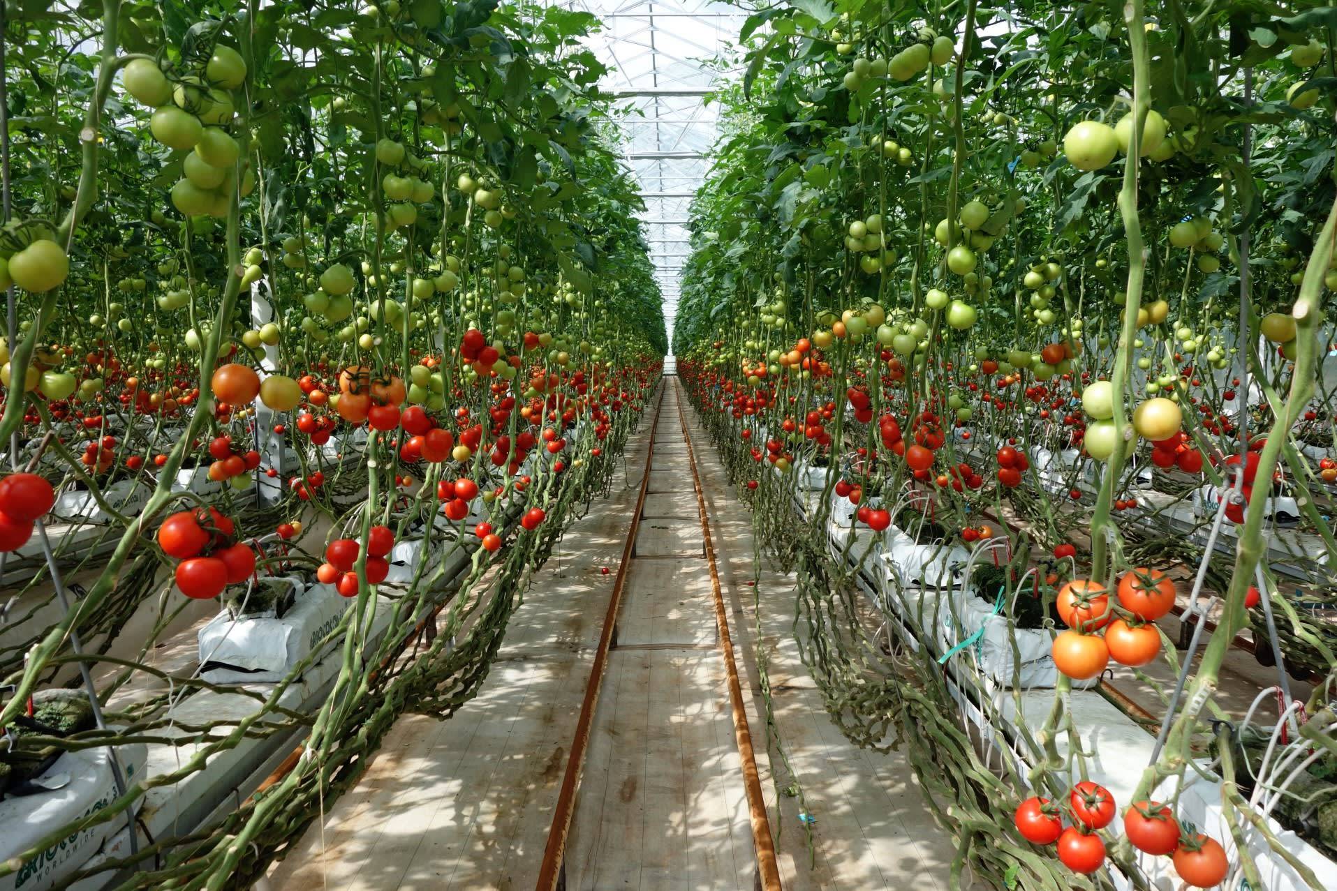 Помидоры ГРИНХАУС. Плантация черри томатов. Томат Мерлис в промышленной теплице. Ардилес томат тепличный.