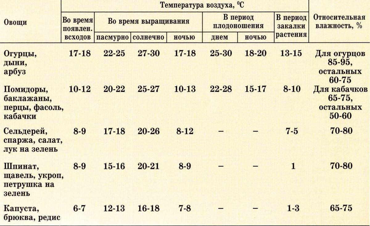 Когда и как сажать огурцы (семенами и рассадой) в теплицу