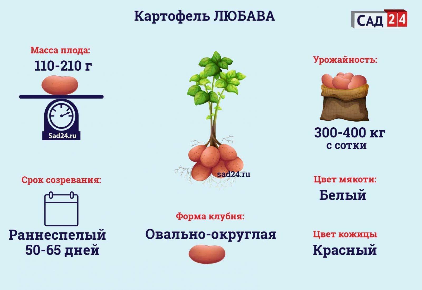 Картофель любава: характеристика и описание сорта, фото, урожайность, выращивание и уход, болезни и вредители, сбор овоща