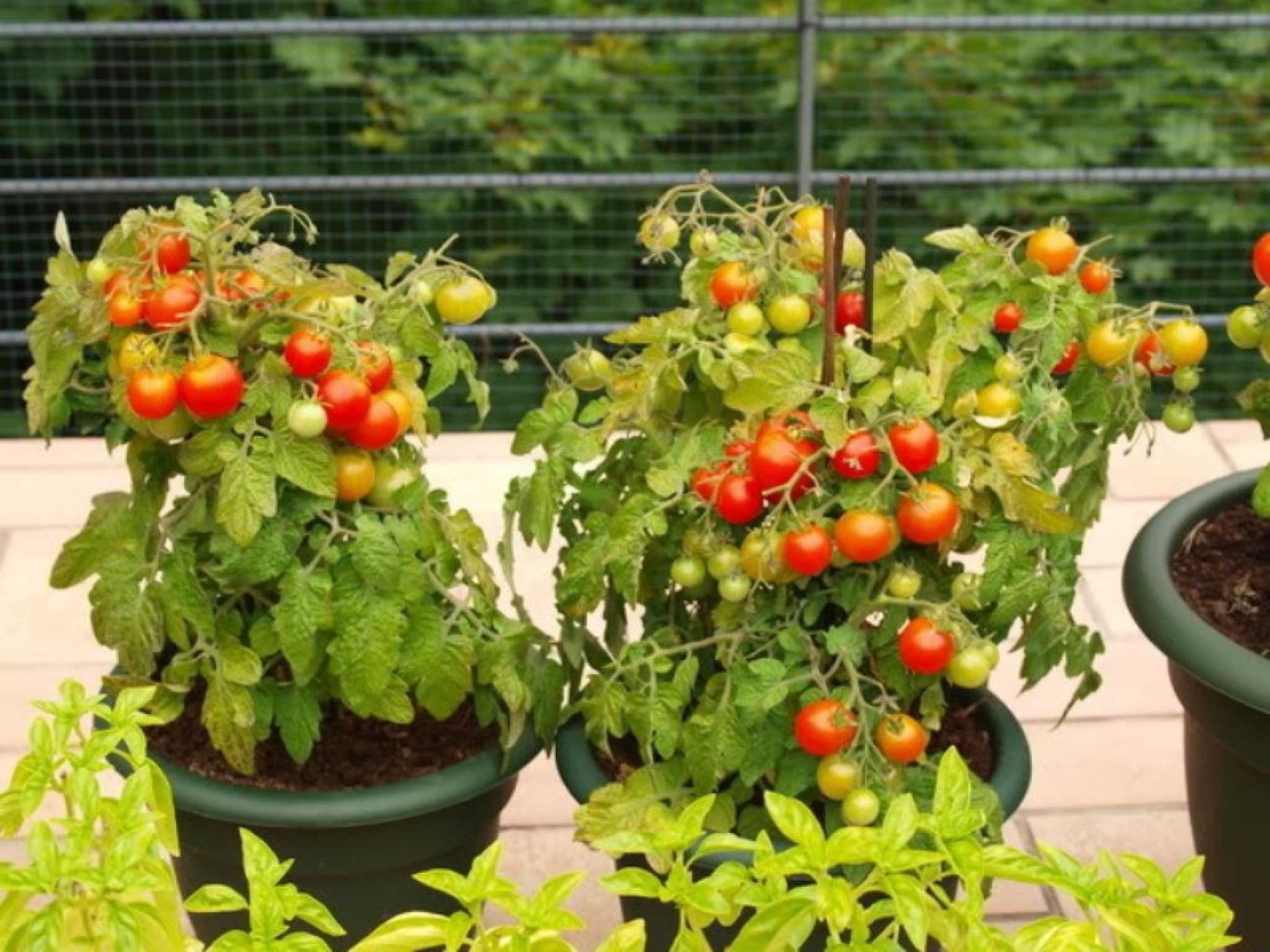 Выращивание помидоров отзывы. Черри балконное чудо. Балконные томаты черри. Томат балконное чудо. Томат черри балконное чудо.
