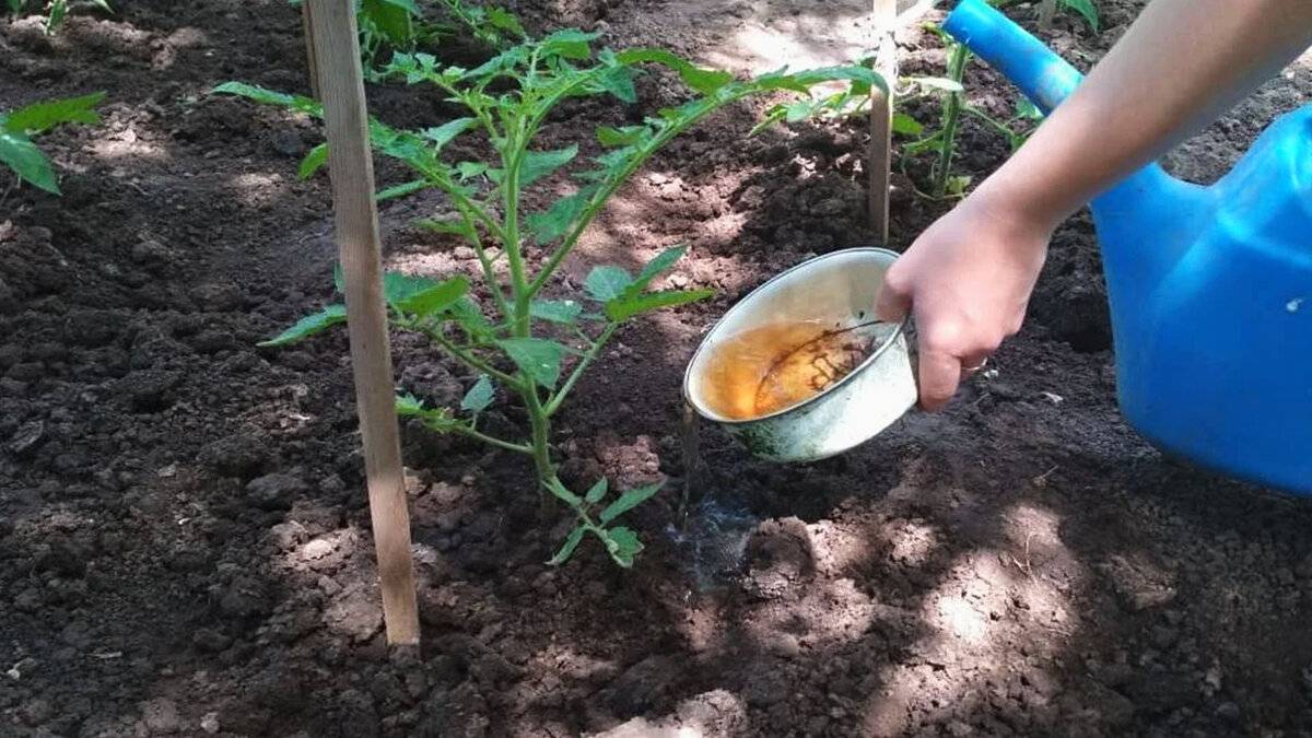 Чем подкормить помидоры после высадки в теплицу
