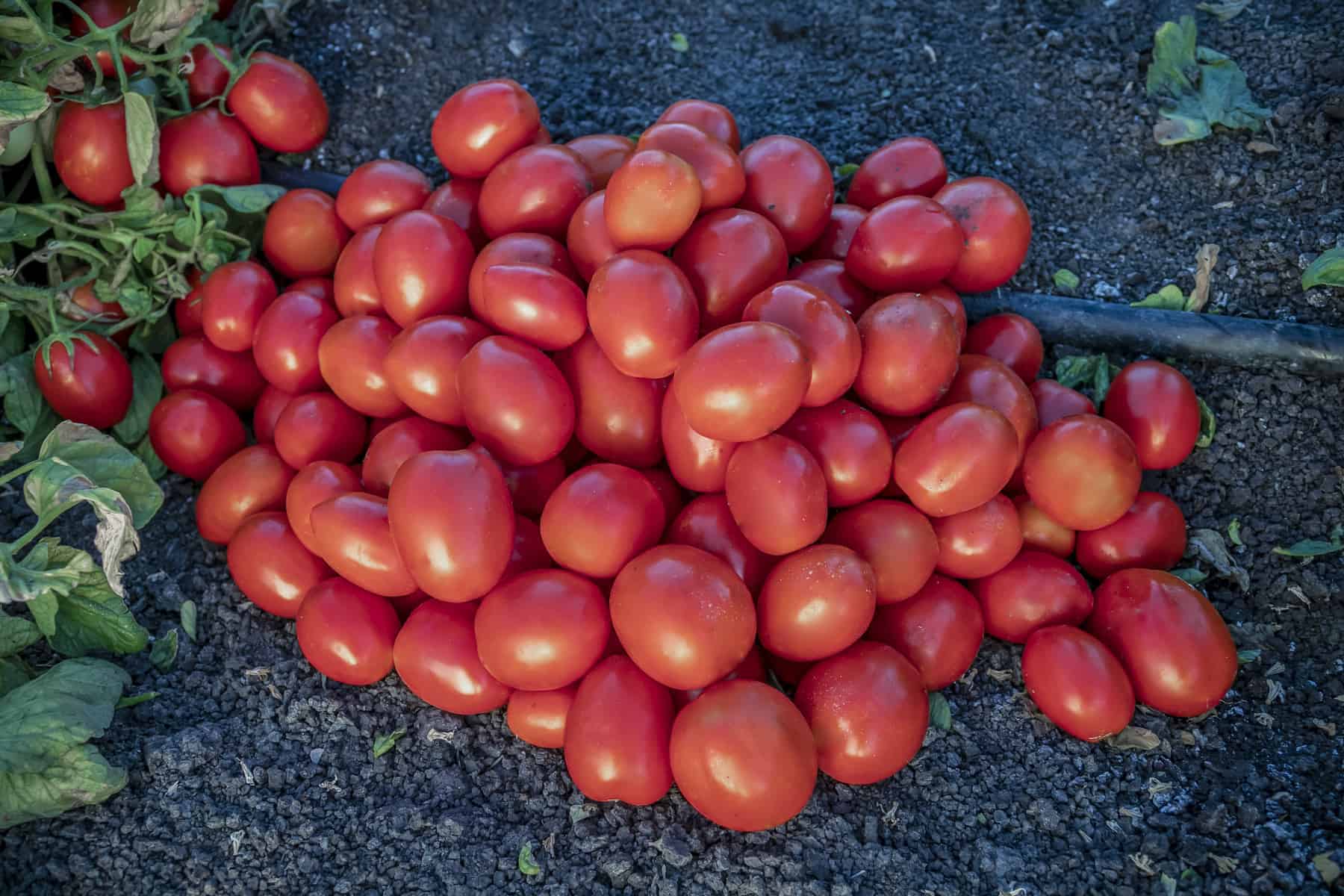 Семена сортов томатов для открытого грунта. Томат высокоурожайный. СУПЕРУРОЖАЙНЫЕ сорта помидор. Томат тепличный Урожайный. Томат низкорослые урожайные сорта.