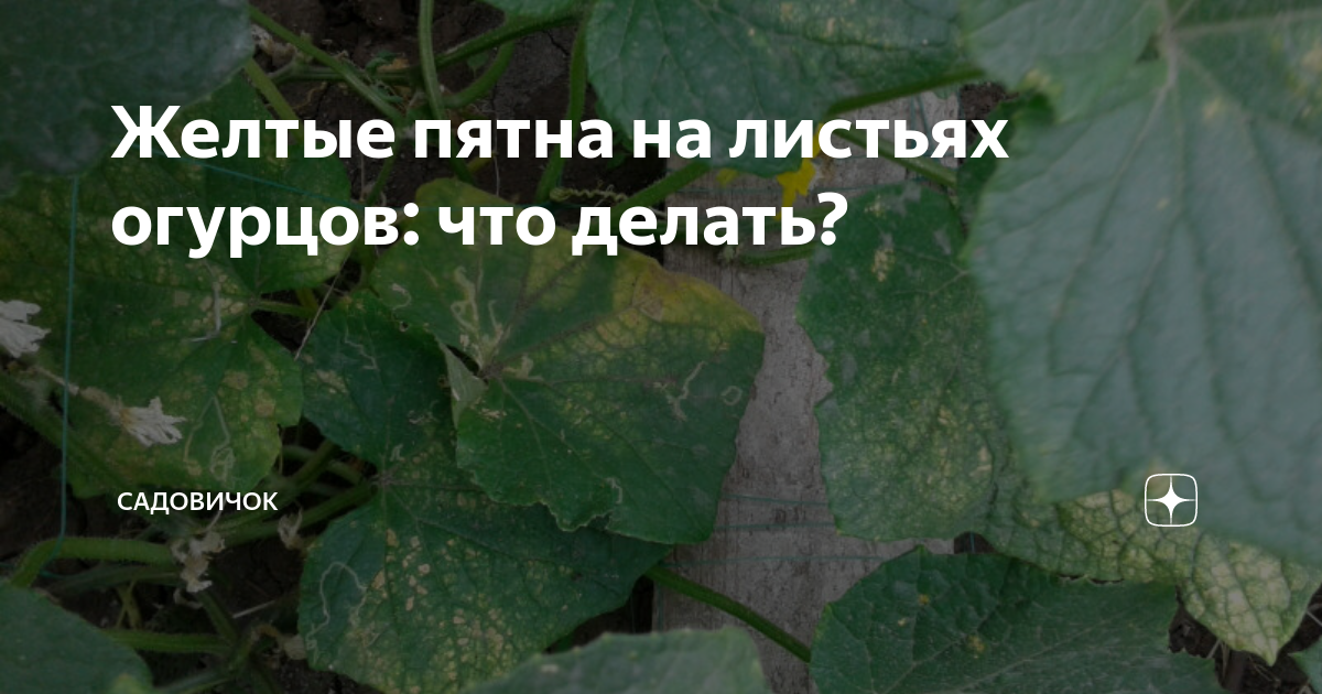 Почему желтеют, сохнут и скручиваются листья огурцов?