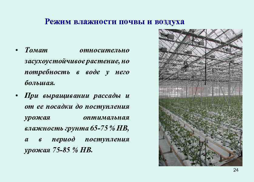 Выращивание огурцов в теплице: особенности и секреты правильного ухода