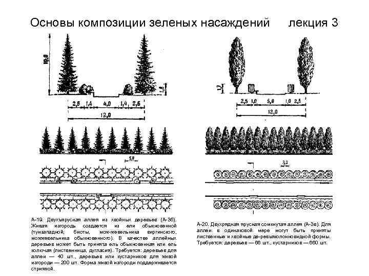 Миксбордер из хвойных и кустарников — схемы оформления из хвойников и многолетников