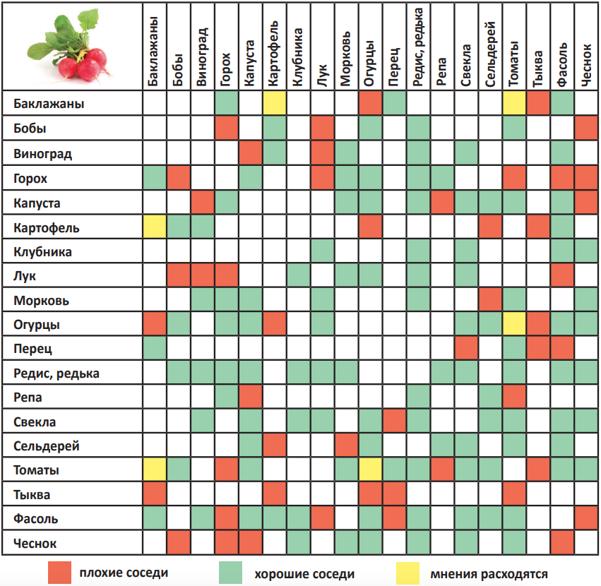 Соседство перца. Таблица совместимости посадок овощных культур. Таблица совмещенных посадок растений на грядке. Совместимость овощных культур при посадке на грядке таблица. Соседство овощей на грядках таблица совместимости.