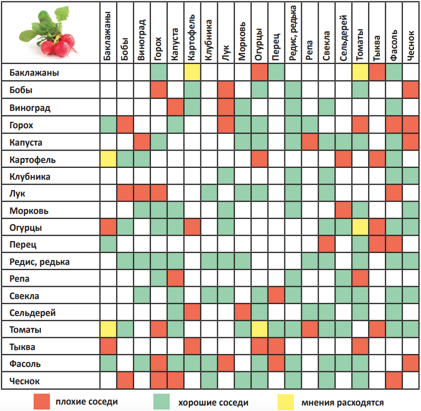 Соседство в теплице. Таблица совместимости посадок овощных культур. Таблица совмещенных посадок растений на грядке. Совместимость овощных культур при посадке на грядке таблица. Соседство овощей на грядках таблица совместимости.