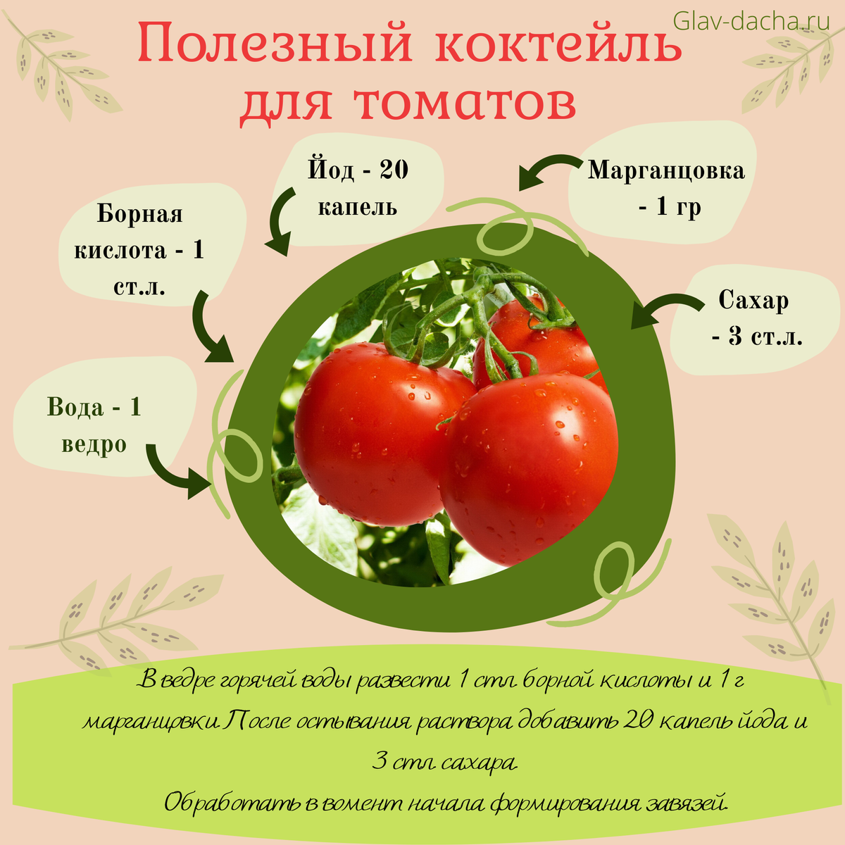 Схема обработки томатов удобрениями. Схема удобрения томатов. Схема подкормки помидор. Схема подкормок рассады помидоров.