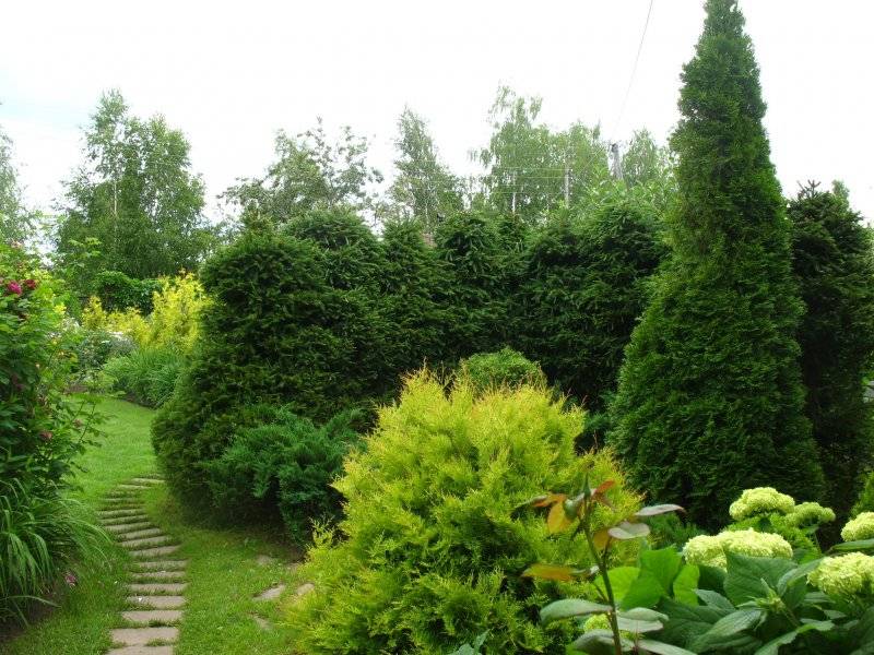 Хвойные и лиственные кустарники для живой изгороди – красивой и функциональной