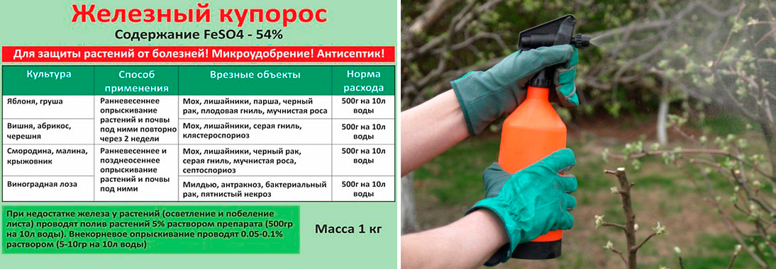 5 простых правил обработки теплицы весной без замены почвы