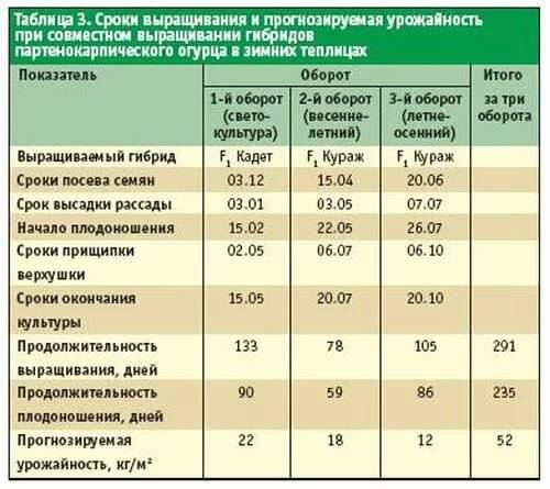 Посадка огурцов в теплице: уход за за рассадой до и после высадки